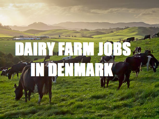 Dairy Farm Jobs In Denmark [All Details]