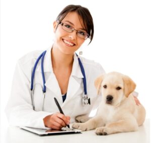 Career Paths in Veterinary Medicine