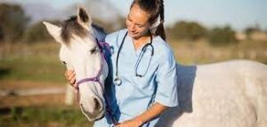 Working as an Equine Care Specialist