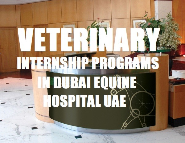 Internship Programs In Dubai Equine Hospital UAE