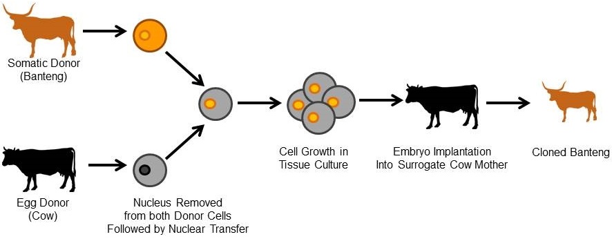 Somatic Cell Nuclear Transfer