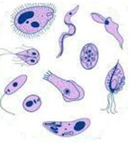 Veterinary Parasitology Important Viva Questions With Answers