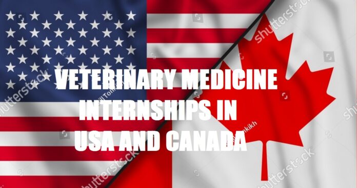 Veterinary Medicine Internships In USA And Canada
