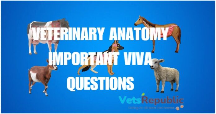 Veterinary Anatomy Important Viva Questions [All Details]