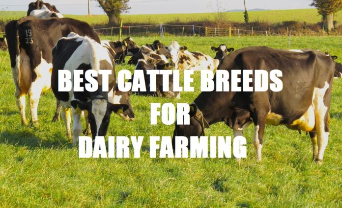 Best Cattle Breeds For Dairy Farming
