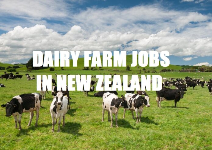 Dairy Farm Jobs In New Zealand [All Details]