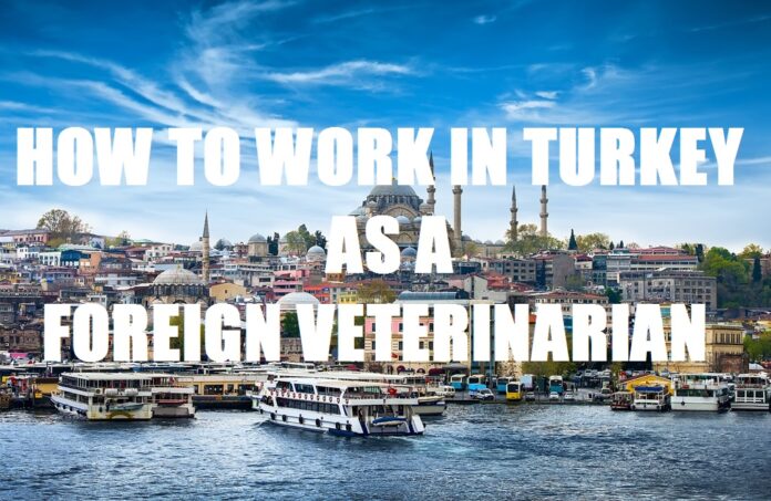 How To Work in Turkey As A Foreign Veterinarian [All Details]